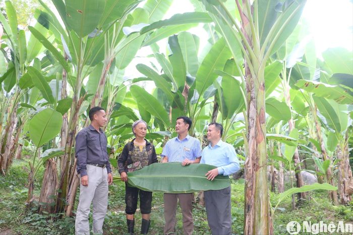 Cán bộ Ban Dân vận huyện ủy Tương Dương và lãnh đạo Đảng ủy xã Lưu Kiền thăm mô hình trồng chuối lấy lá của người dân bản Lưu Thông. Ảnh: Khánh Ly