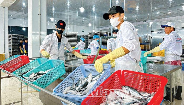 Sản lượng thủy sản tỉnh thu về hàng trăm ngàn tấn, đóng góp lớn vào kim ngạch xuất khẩu của tỉnh. (Trong ảnh: Doanh nghiệp thu mua thủy sản ở Sông Ðốc). Ảnh: HỒNG NHUNG