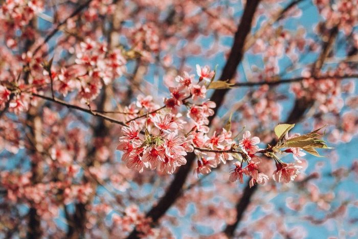 Mùa xuân, hoa mai anh đào nở rực rỡ ở Đà Lạt. Ảnh: Đ.T.
