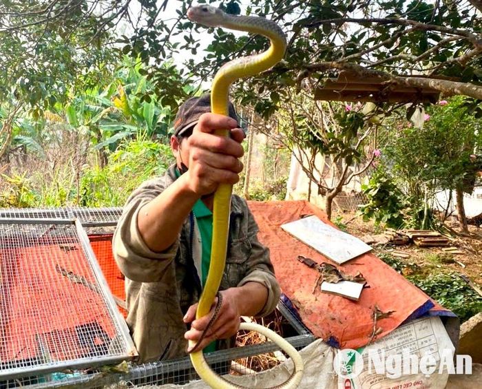 Anh Nguyễn Văn Sáu ở xã miền núi Kim Thành (Yên Thành) bắt rắn ráo ra khỏi chuồng bán cho khách. Ảnh: Văn Trường