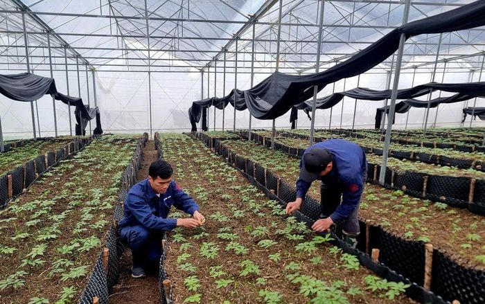 Công nhân Công ty Cổ phần Sâm Pusilung chăm sóc sâm theo tiêu chuẩn Nhật Bản.