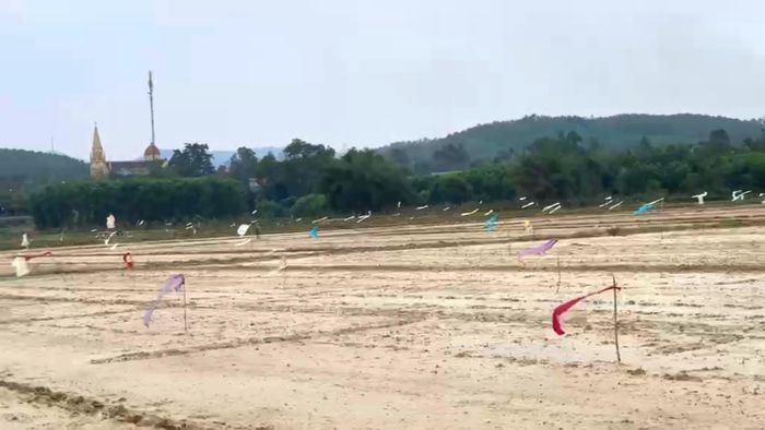  Người dân làm hình nộm, cây nêu và các vật dụng để xua đuổi đàn chim trời xuống phá ruộng 
