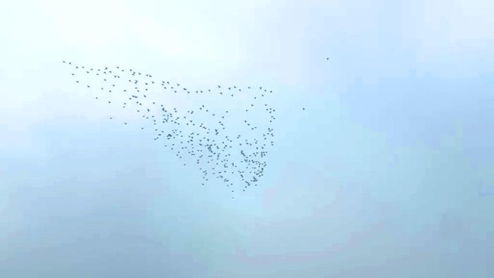  Đàn chim trời trước khi sà xuống phá ruộng lúa của người dân 