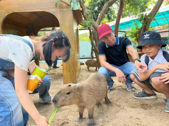 Capybara là loài gặm nhấm lớn nhất trên thế giới, có hình dáng giống thỏ, cơ thể tròn và được mệnh danh là "bộ trưởng bộ ngoại giao" bởi có thể làm bạn với bất kỳ loại động vật nào. Loài chuột này cũng được yêu thích bởi dễ gần với con người. 