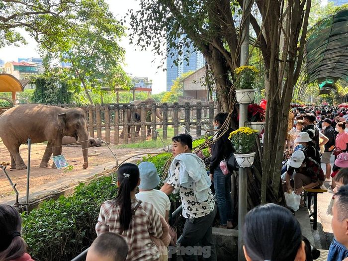 Khu vực nuôi voi cũng tấp nập khách.