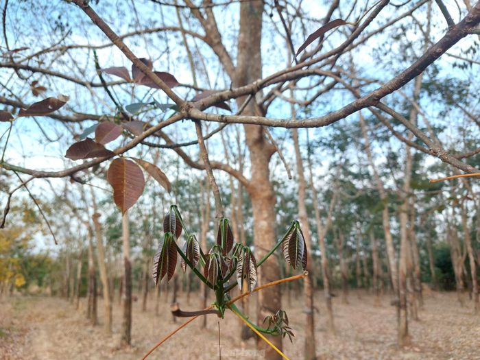 Khi cây rụng trơ trọi lá sau đó lại đâm chồi, nảy lộc.