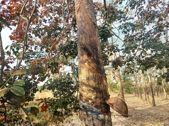 Trong thời gian cao su thay lá, công nhân tạm nghỉ cạo mủ.