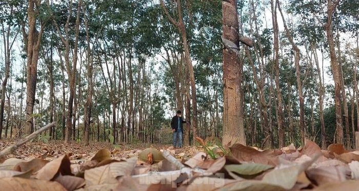 Muốn tận hưởng không khí đẹp đến ngỡ ngàng phải len lỏi vào từng lô cao su.