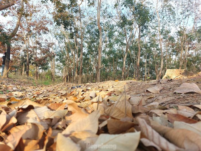 Tại tỉnh Đắk Lắk, cao su tập trung chủ yếu ở một số địa phương như Ea H’leo, Ea Súp, Krông Năng, Cư M’gar...