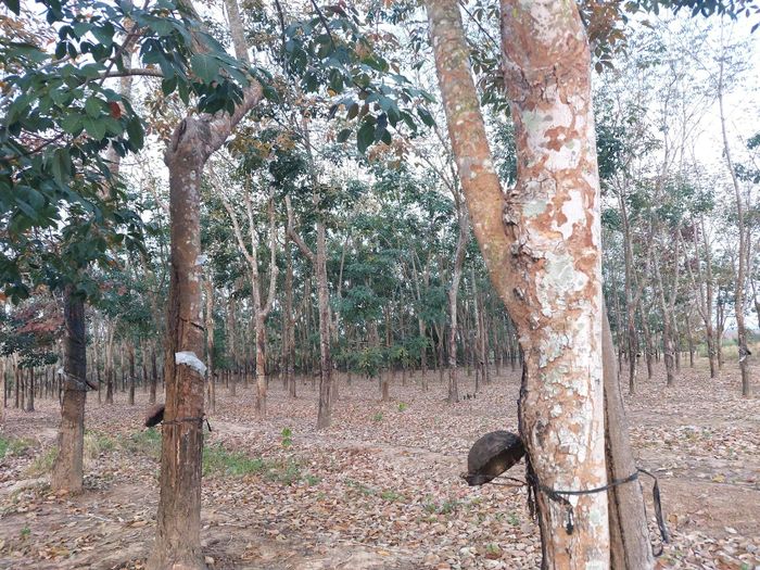 Nhiều công nhân ở huyện biên giới Ea Súp (Đắk Lắk) nói rằng mùa cạo mủ, họ bắt đầu công việc từ 3h đến 6h sáng. Dẫu nghề cạo mủ vất vả, thức trắng mỗi đêm nhưng mọi người vẫn làm để có thu nhập.
