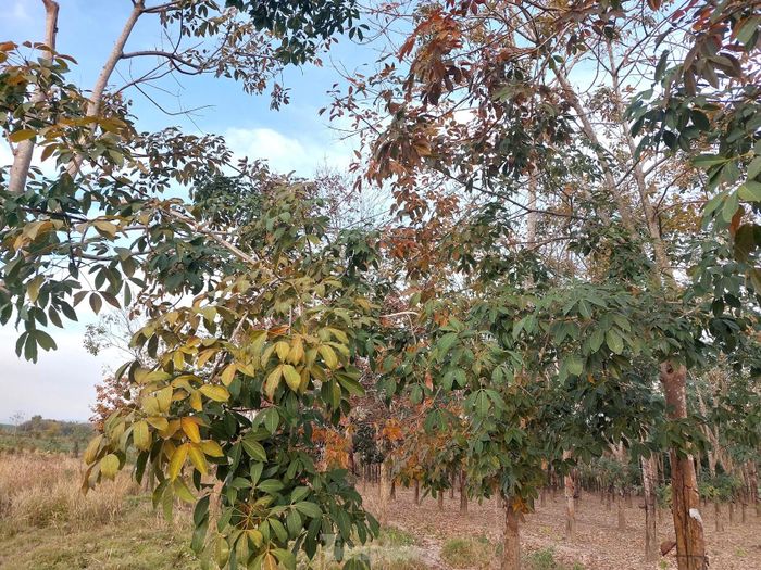 Lá cây mang đủ sắc màu hòa quyện với nhau, khiến không gian nơi đây đẹp mê hoặc.