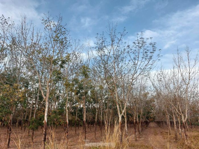 Những hàng cao su đan vào nhau dài hun hút.