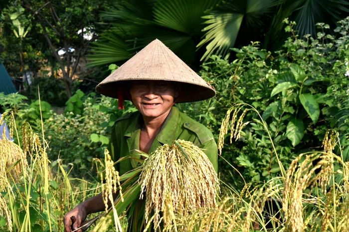 Ông Thăm Văn Sơn gặt lúa vụ mùa. Ảnh: HT