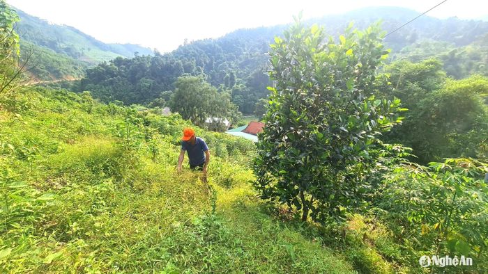 Trưởng bản Lữ Văn Quang chăm sóc vườn mít thái. Ảnh: HT