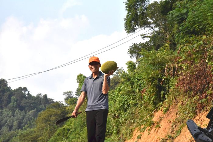 Trưởng bản Xốp Kha Lữ Văn Quang thu hoạch mít Thái tại vườn cộng đồng. Ảnh: H.T