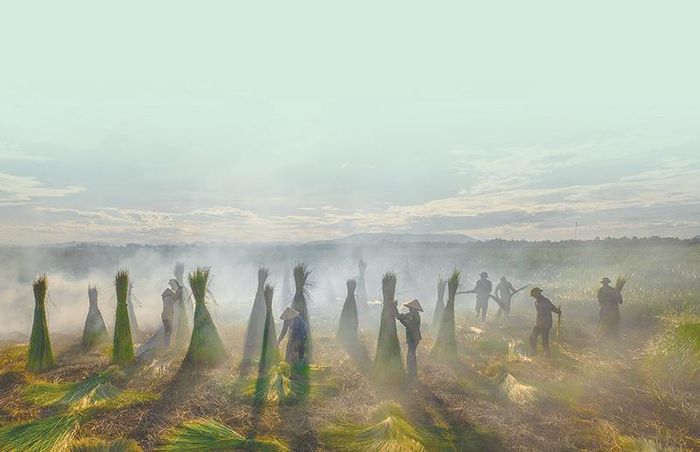Mùa thu hoạch cói. Ảnh: Minh Hải