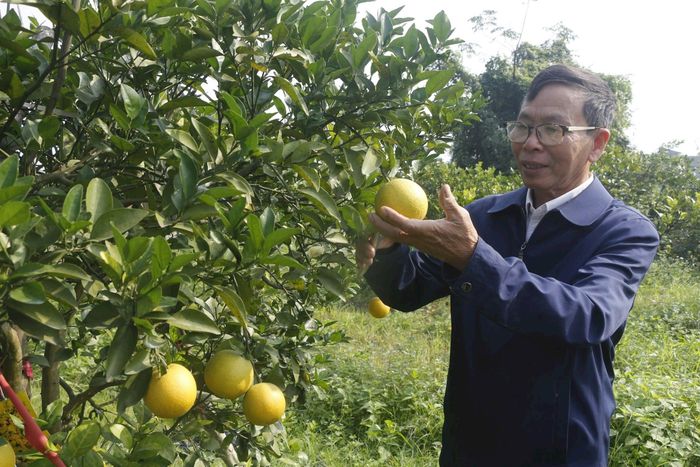 Ông Phan Công Hưởng là một trog những người sở hữu vườn cam lớn nhất ở xã Nghi Diên. Ảnh: Phú Hương