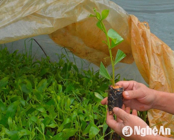 Chuẩn bị cây giống ở Công ty Lâm nghiệp Đô Lương. Ảnh: Văn Trường