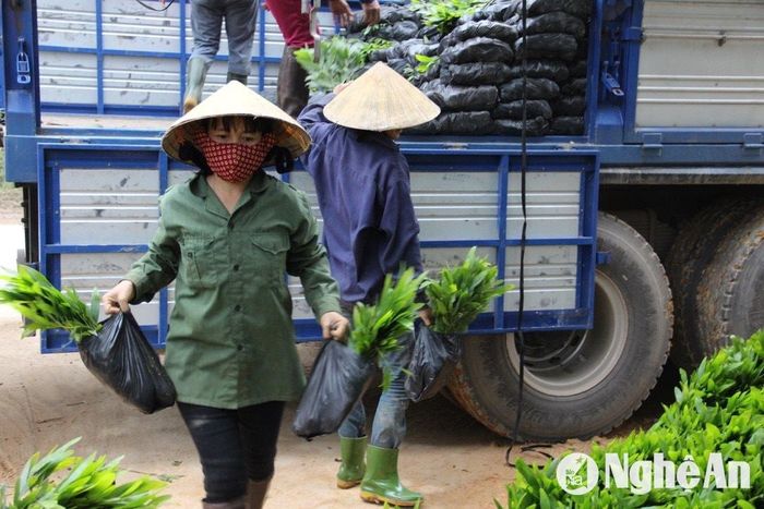 Bà con huyện Đô Lương vận chuyển keo giống trồng rừng vụ xuân. Ảnh: Văn Trường
