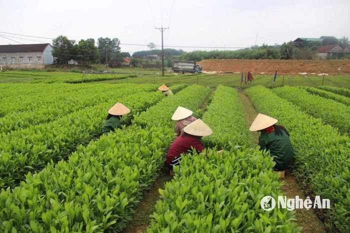 Chuẩn bị giống cây lâm nghiệp trồng rừng ở huyện Tân Kỳ. Ảnh: Văn Trường