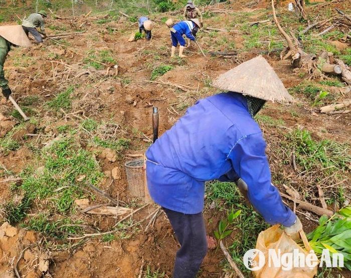 Bà con huyện Quỳ Hợp lựa chọn giống keo tốt để trồng rừng vụ xuân. Ảnh: Văn Trường