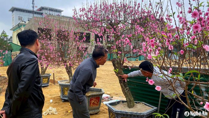 Người bán cây cảnh thương thảo với khách để thanh lý số đào cổ thụ còn lại sau Tết. Ảnh: Q.A