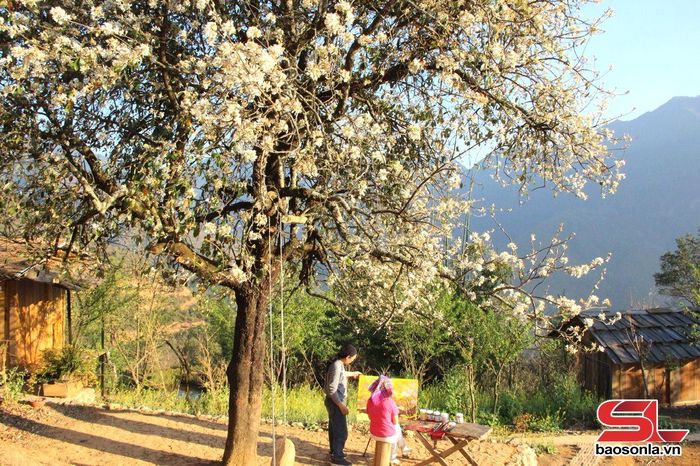 Bản Nậm Nghẹp mùa hoa sơn tra thu hút du khách đến tham quan, trải nghiệm.