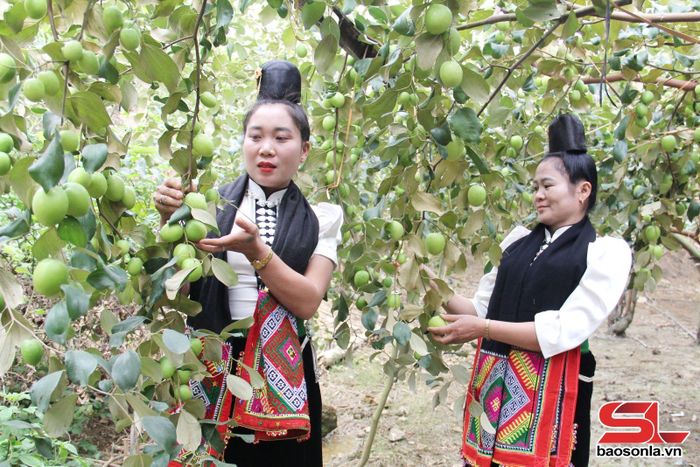 Trải nghiệm hái táo đại tại xã Mường Bú, huyện Mường La. 
