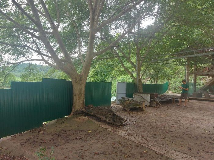 Hàng rào được dựng lên nhưng không hiệu quả. Ảnh: Tiến Hùng