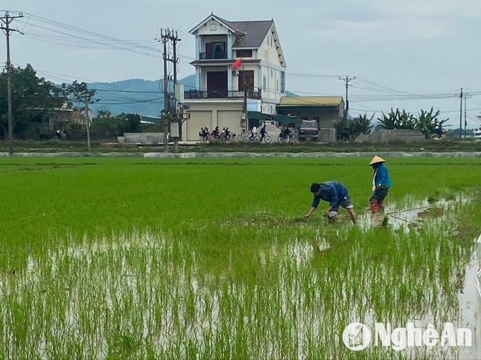 Bà con huyện Yên Thành xuống đồng dặm lúa vụ Xuân. Ảnh: Văn Trường