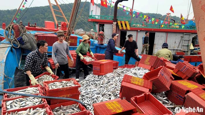 Sau 1 ngày vươn khơi, đôi tàu đã trúng 15 tấn cá trích. Ảnh: T.P
