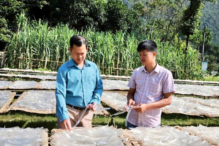 Cơ sở sản xuất miến dong Vững Tâm (bản Toòng Pẳn, xã Bình Lư, huyện Tam Đường) tăng sản lượng, đáp ứng nhu cầu thị trường.