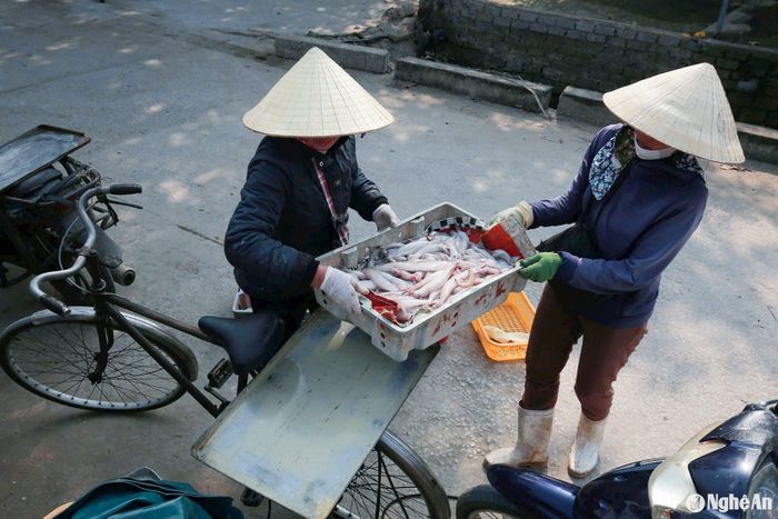 Sau đó, đưa đi nhập cho các nhà hàng, khách sạn hoặc bán lẻ tại các chợ dân sinh. Ảnh: T.P