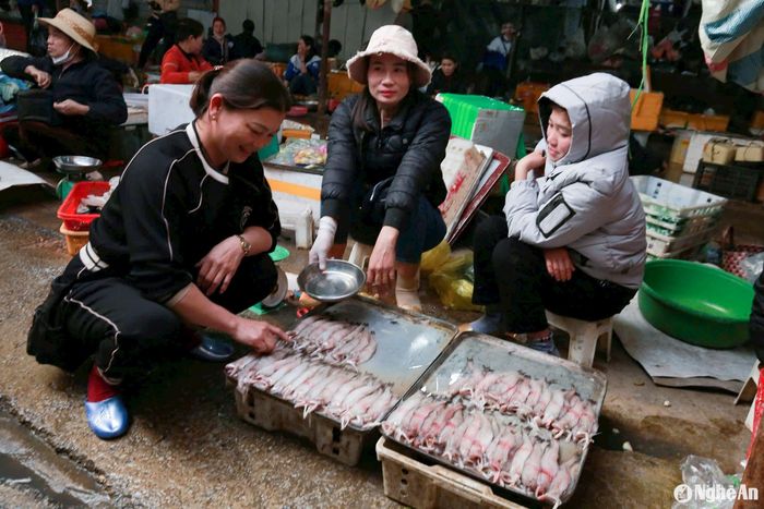 Đầu năm, cá cháo được thương lái thu mua ngay tại bến với giá 180.000 - 250.000 đồng/kg. Tại các chợ dân sinh, giá cá cháo loại 1 có giá trên 300.000 đồng/kg. Ảnh: T.P