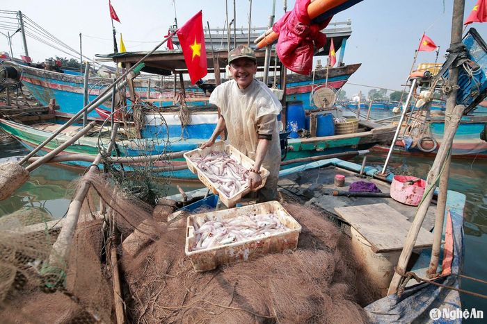 Theo kinh nghiệm của ngư dân, sau những ngày nắng ấm, trời chuyển rét thì cá cháo xuất hiện càng nhiều. Tranh thủ thời tiết thuận lợi, những ngày đầu năm mới, ngư dân thành phố Vinh, Quỳnh Lưu, thị xã Hoàng Mai lại tất bật ra khơi đánh bắt cá cháo. Ảnh: T.P