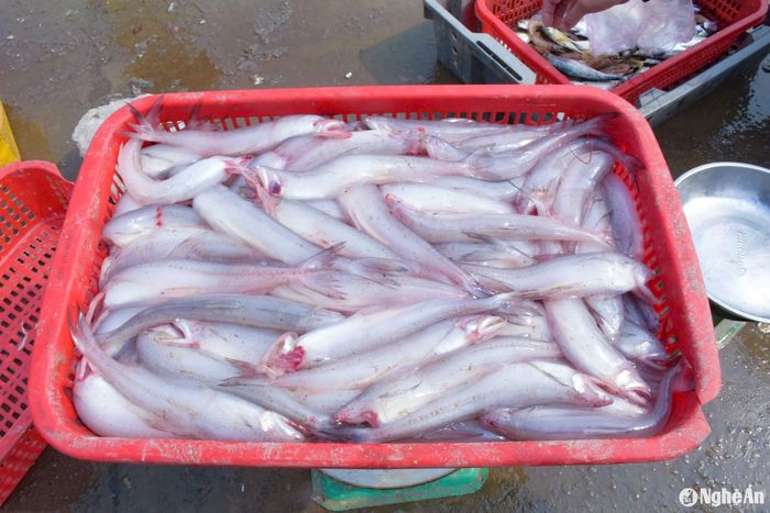 Cá cháo đang trong mùa nên khá to, chắc thịt và tươi ngon. Ảnh: T.P