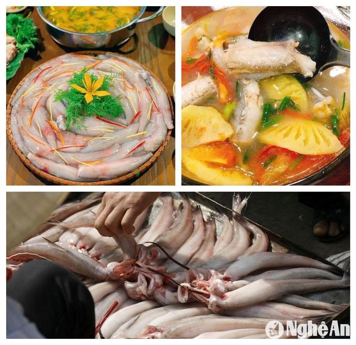 Trước đây, cá cháo rẻ như cho nhưng những năm gần đây, cá cháo được ưa chuộng, trở thành đặc sản nên giá cao, mang lại giá trị kinh tế cao cho ngư dân. Ảnh: T.P