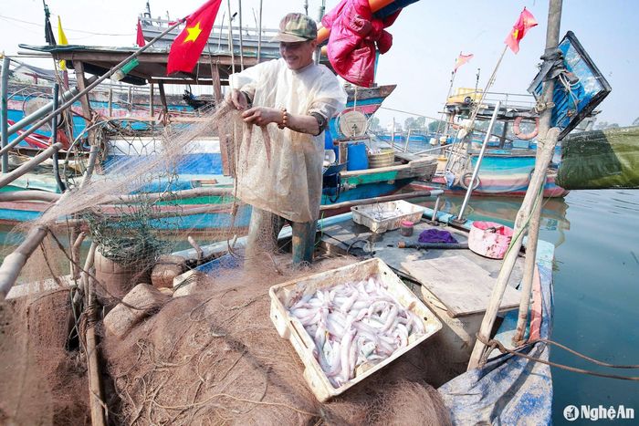 Thuyền cập bến, ngư dân khéo léo gỡ cá mắc lưới ngay trên thuyền. Ảnh: T.P