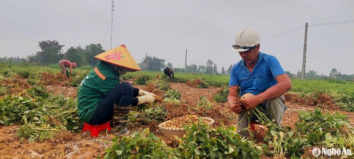 Thu hoạch lạc ở Diễn Châu. Ảnh: Mai Giang