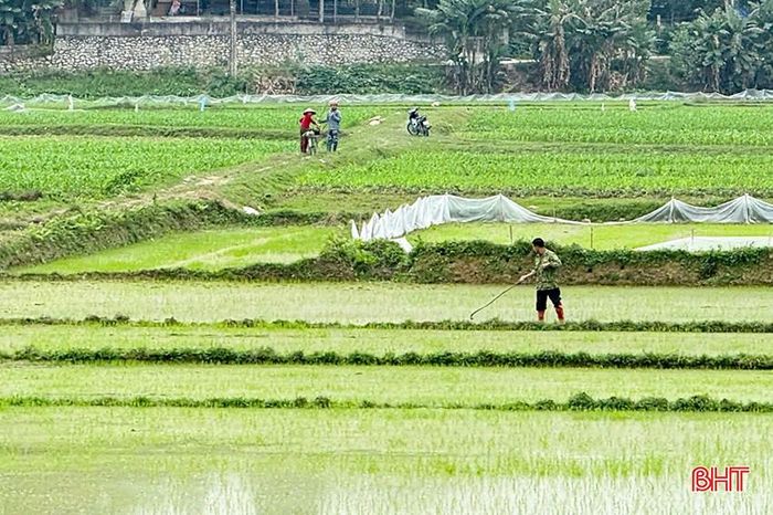 Nông dân huyện Hương Sơn xuống đồng chăm sóc, tỉa dặm lúa xuân.