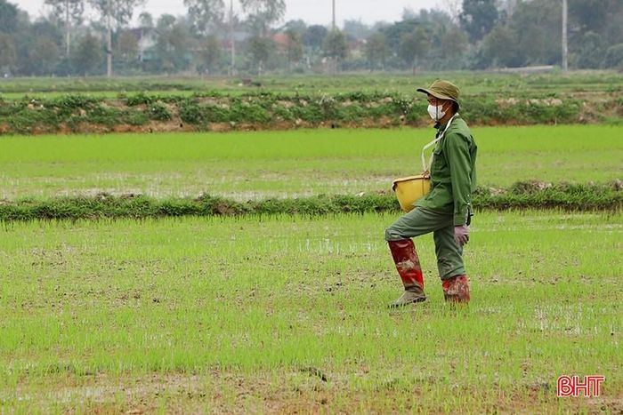 Anh Trần Văn Nam (thôn Trung Thành, xã Lâm Trung Thủy, Đức Thọ) đang bổ sung phân chuồng ủ hoai cho cây lúa.