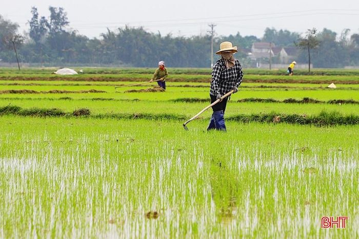 Chị Phan Thị Châu (thôn Trung Thành, xã Lâm Trung Thủy, Đức Thọ) bắt đầu bước vào đợt tỉa dặm lúa xuân.