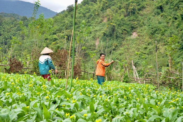 Nhiều hộ gia đình ở xã Tà Cạ có thu nhập hàng trăm triệu đồng mỗi năm từ trồng rau sạch. Ảnh: Hoài Thu