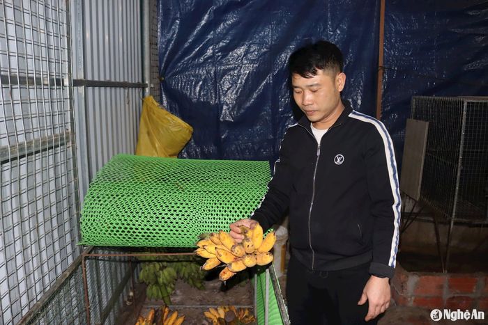 Thực ăn của chồn mốc chủ yếu là chuối chín, bí đỏ, cháo nấu kèm các loại cá nhỏ, trứng vịt. Ảnh: Việt Hùng