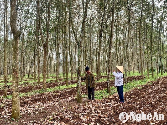 Nông dân chăm sóc cao su ở huyện Tan Kỳ. Ảnh: Văn Trường