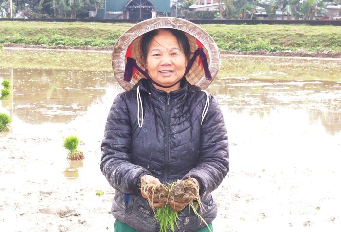 Một phụ nữ ở xã Đồng Văn cho hay, tưởng ra năm cấy sẽ nắng ấm nào ngờ rét hơn cả trong năm, nhưng bà con nông dân vẫn tiến hành cấy vì mạ đã cứng cây. Sáng 10/2, trời đã hửng nắng, nhưng mấy ngày trước cấy giữa mưa rét khá vất vả. Ảnh: Huy Thư