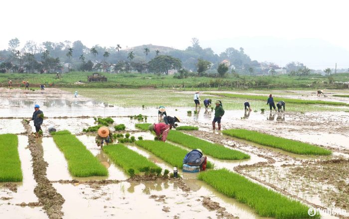 Những ngày này, nhiều địa phương ở huyện Thanh Chương đang bước vào vụ cấy. Trên các cánh đồng, bà con nông dân đang tất bật nhổ mạ, cấy lúa. Ảnh: Huy Thư