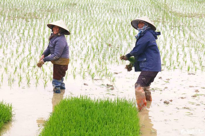 Một phụ nữ ở huyện Nam Đàn đi cấy thuê ở xã Minh Tiến (Thanh Chương) cho biết: Mỗi ngày đi cấy thuê ngoài ăn 1 bữa cơm trưa được chủ ruộng trả 350 000 đồng. Tranh thủ đi cấy 1 tuần cũng kiếm được vài triệu đồng. Ảnh: Huy Thư