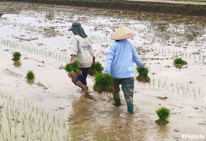 Sau khi thỏa thuận giá cả, số lượng nhân công, các thợ cấy theo chủ ra ruộng xách mạ đi cấy. Những địa phương tổ chức cấy đồng loạt, nhà nhà thuê cấy, mặc dù thợ cấy đông, đến từ nhiều nơi, nhưng một số hộ nhổ mạ rồi cũng chưa kiếm được thợ cấy. Ảnh: Huy Thư