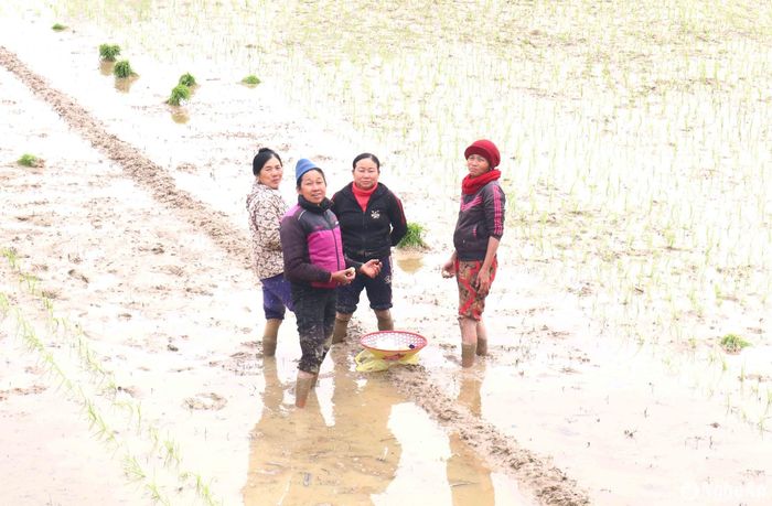 Hiện nay các thợ cấy thường được chủ ruộng đãi cơm trưa tại nhà. Cấy được nửa buổi, chị em thường dừng tay ăn quà bánh, nghỉ giải lao trên ruộng. Một số nhóm cấy thuê đã mang thức ăn nước uống dự phòng ra ăn giữa đồng. Ảnh: Huy Thư